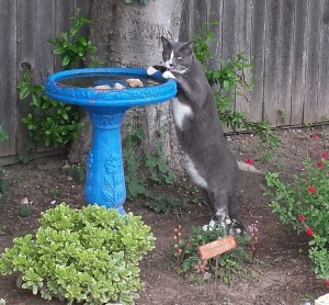 Sid Birdbath