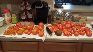 tomato harvest