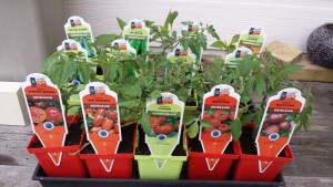 tomato plants