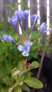 Plumbago